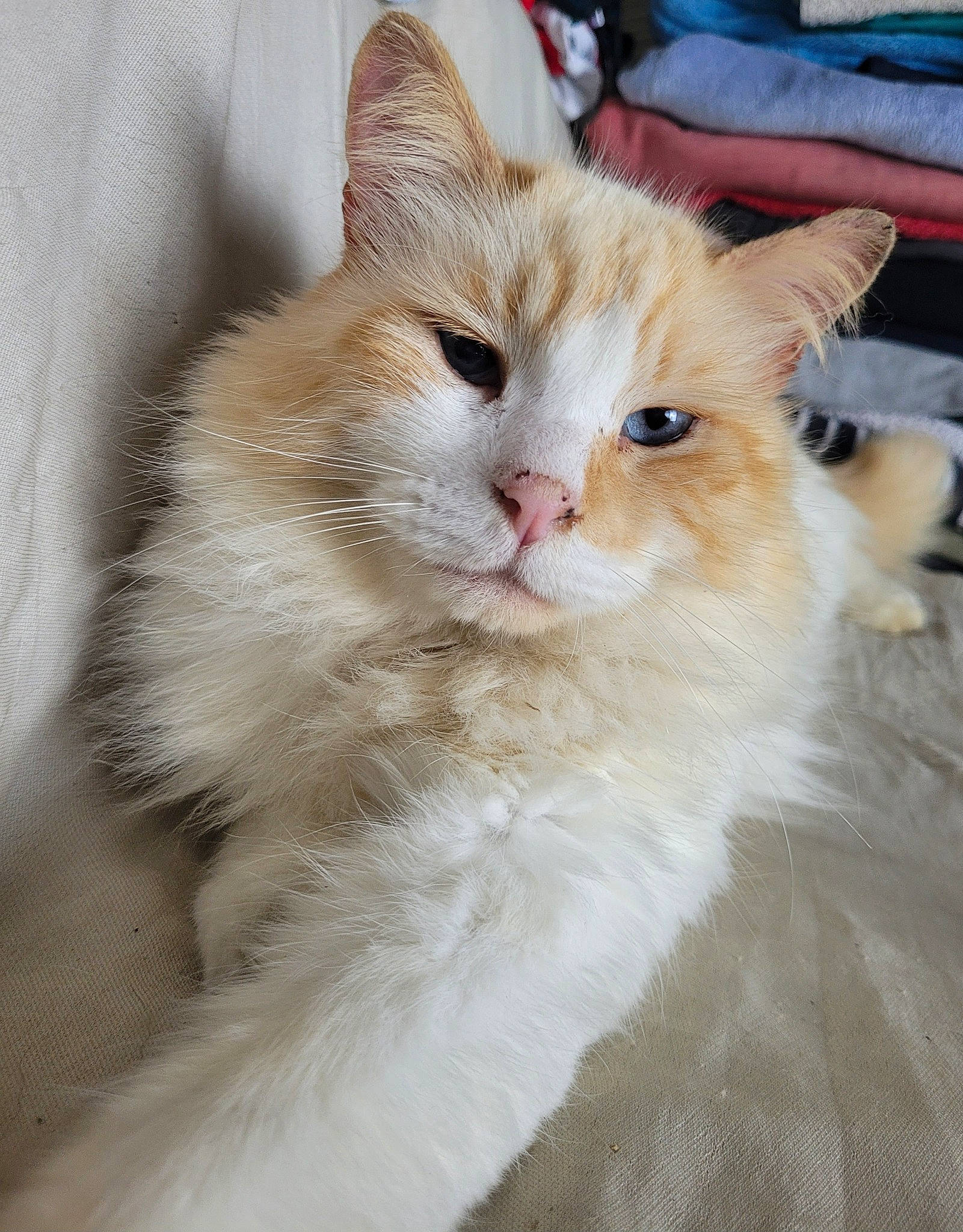 Guyzmo a rejoint le concours — aidez-le/la à gagner de superbes lots ! carnivore, cat, claw, domestic_short_haired_cat, fawn, felidae, fur, paw, small_to_medium_sized_cats, snout, tail, terrestrial_animal, whiskers, window