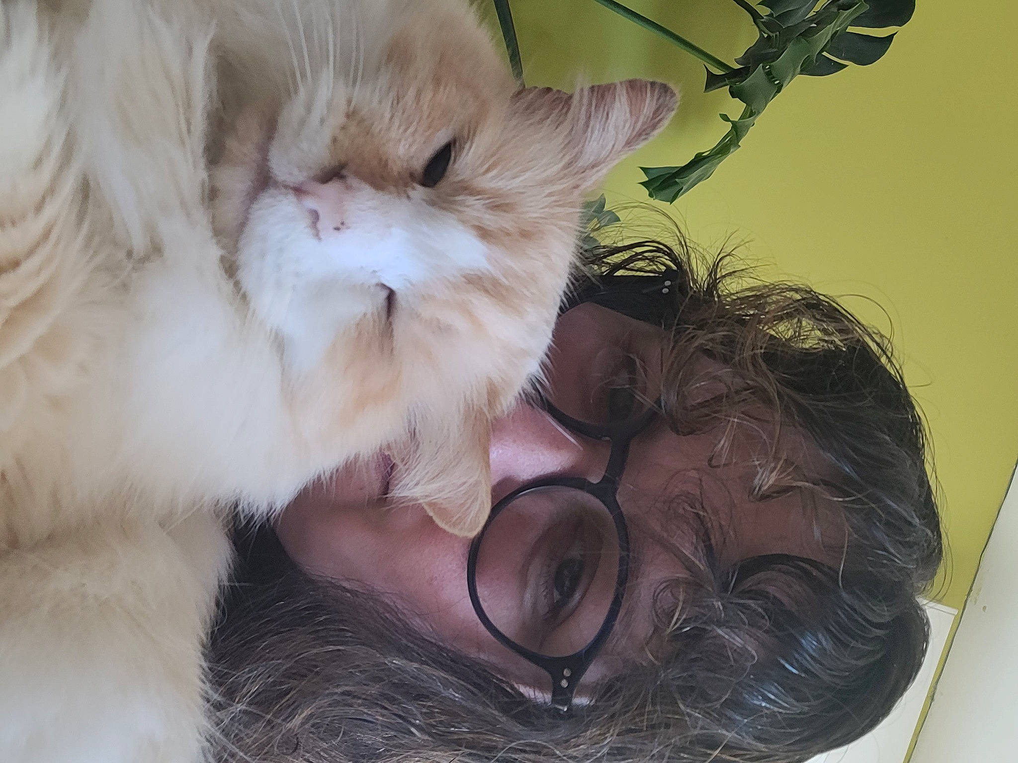 Guyzmo a rejoint le concours — aidez-le/la à gagner de superbes lots ! carnivore, cat, comfort, companion_dog, ear, eyewear, fawn, felidae, gesture, glasses, happy, interaction, nose, paw, plant, small_to_medium_sized_cats, snout, sunglasses, tail, whiskers