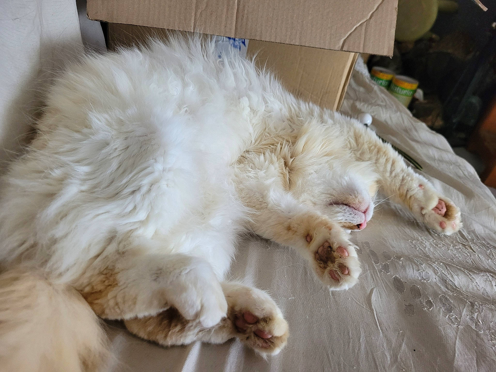 Guyzmo participe au concours pour gagner de l'argent avec cette photo : canidae, carnivore, cat, claw, comfort, companion_dog, dog_breed, fang, fawn, felidae, flooring, fur, nap, paw, small_to_medium_sized_cats, snout, sporting_group, tail, terrestrial_animal, whiskers