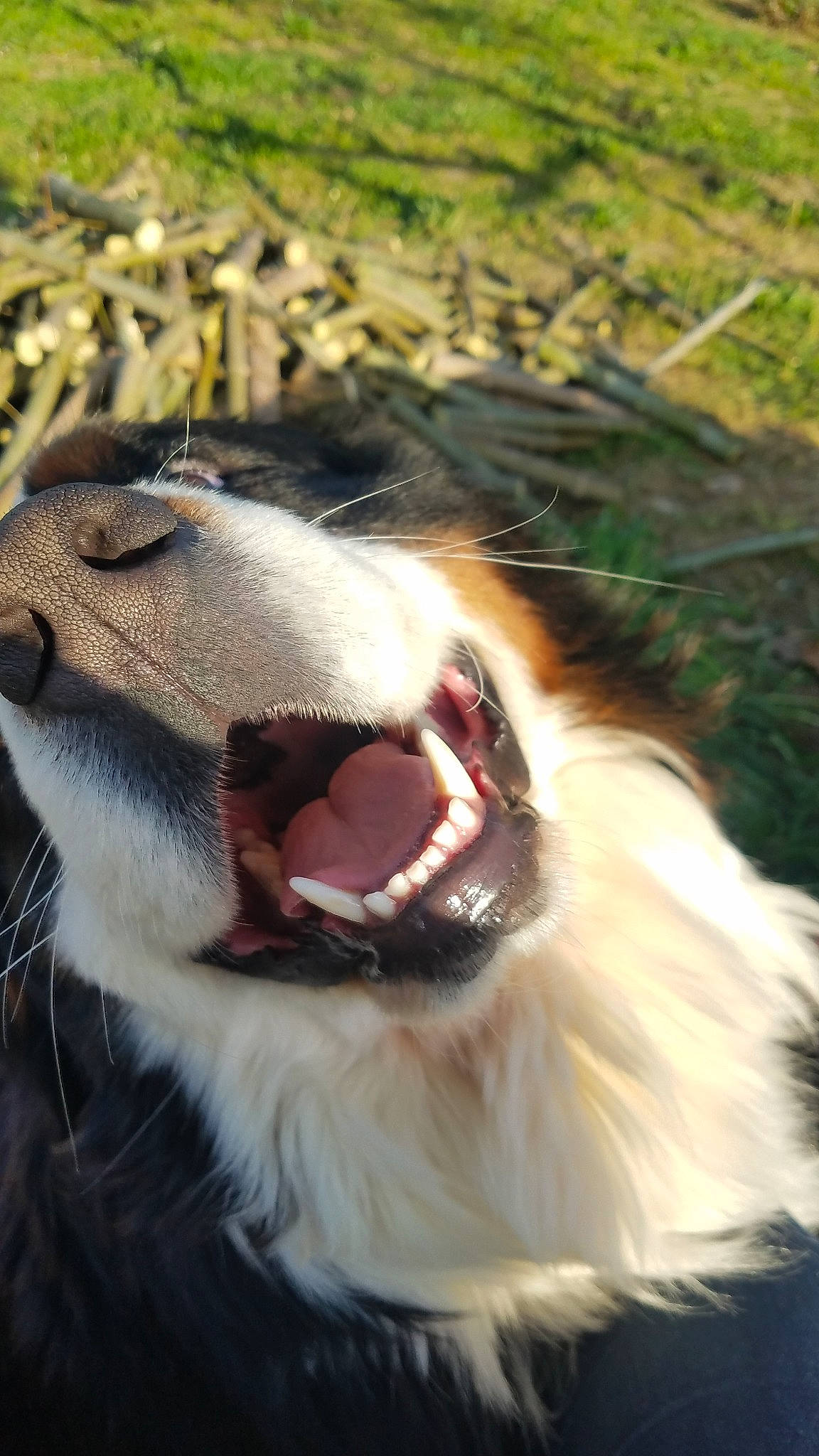 Oscar participe au concours pour gagner de l'argent avec cette photo : australian_shepherd, canidae, carnivore, dog, dog_breed, mammal, mouth, roar, snout, sporting_group, vertebrate, whiskers