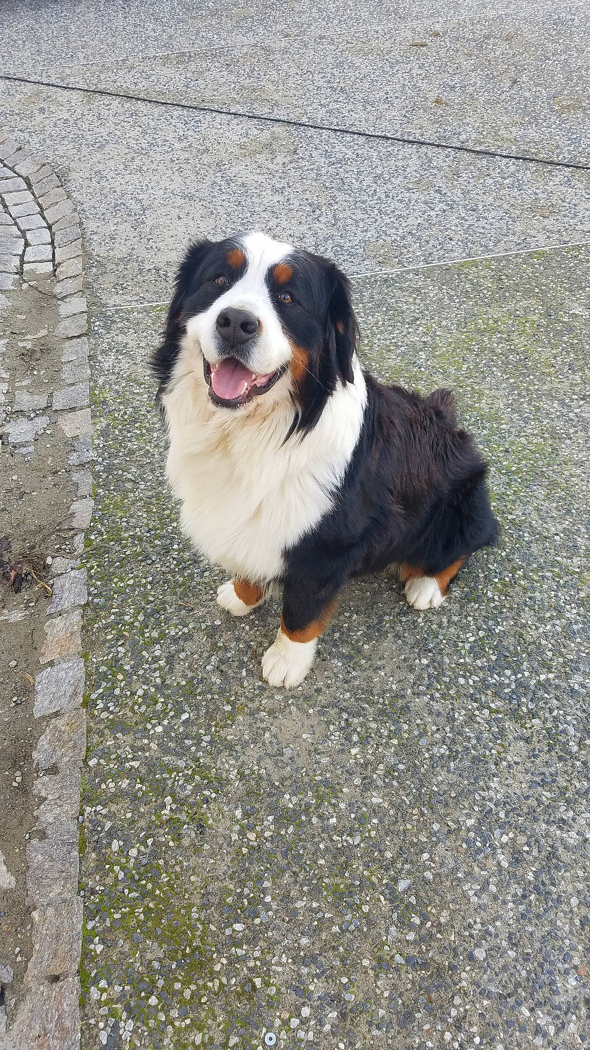 Oscar participe au concours pour gagner de l'argent avec cette photo : bernese_mountain_dog, canidae, carnivore, companion_dog, dog, dog_breed, entlebucher_mountain_dog, giant_dog_breed, mammal, moscow_watchdog, rare_breed_dog, sporting_group, vertebrate, working_dog