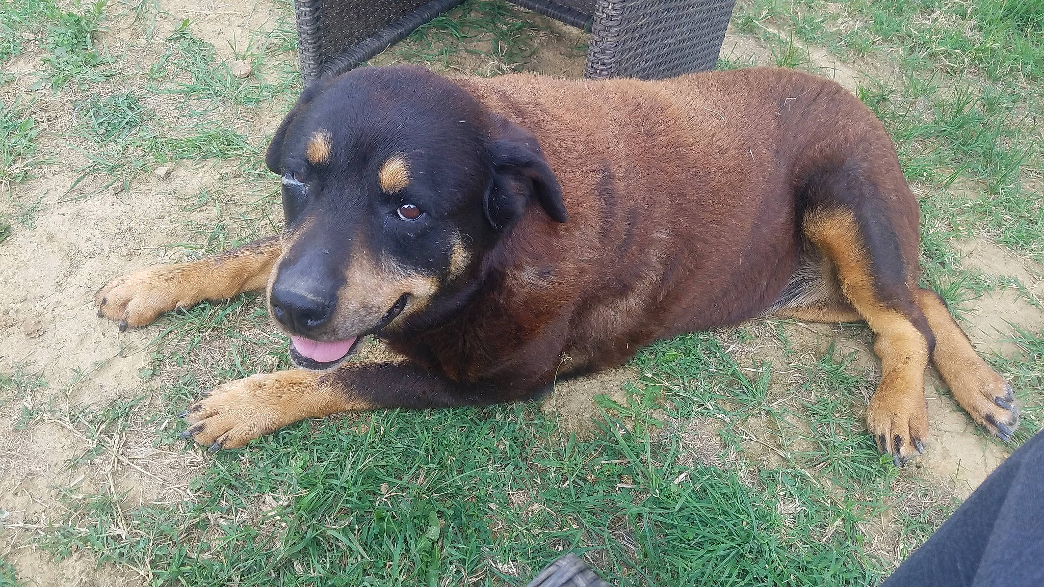 Cayenne a rejoint le concours — aidez-le/la à gagner de superbes lots ! canidae, carnivore, dog, dog_breed, fawn, mammal, sporting_group, vertebrate