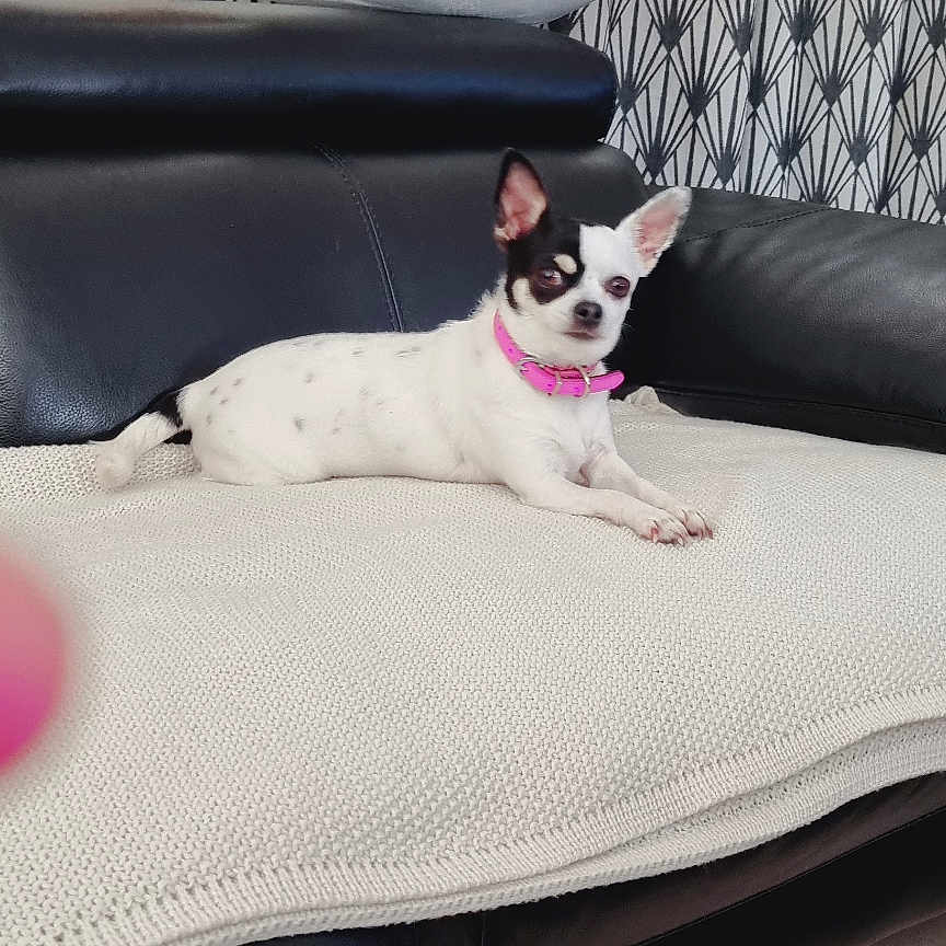 Chanel participe au concours pour gagner de l'argent avec cette photo : animal, architecture, bed, bedroom, bird, blanket, building, canine, couch, cushion, dog, furniture, homedecor, indoors, interiordesign, livingroom, pet, pillow, puppy, room