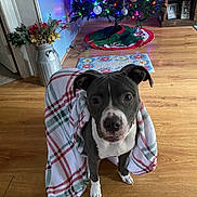 Grace joined the competition — help win amazing prizes! attentive, blanket, canine, christmas, christmas_tree, colorful_lights, cute, decorations, dog, festive, holiday_lights, home, indoor, living_room, ornaments, pet, plaid, rug, wooden_floor, wrapped