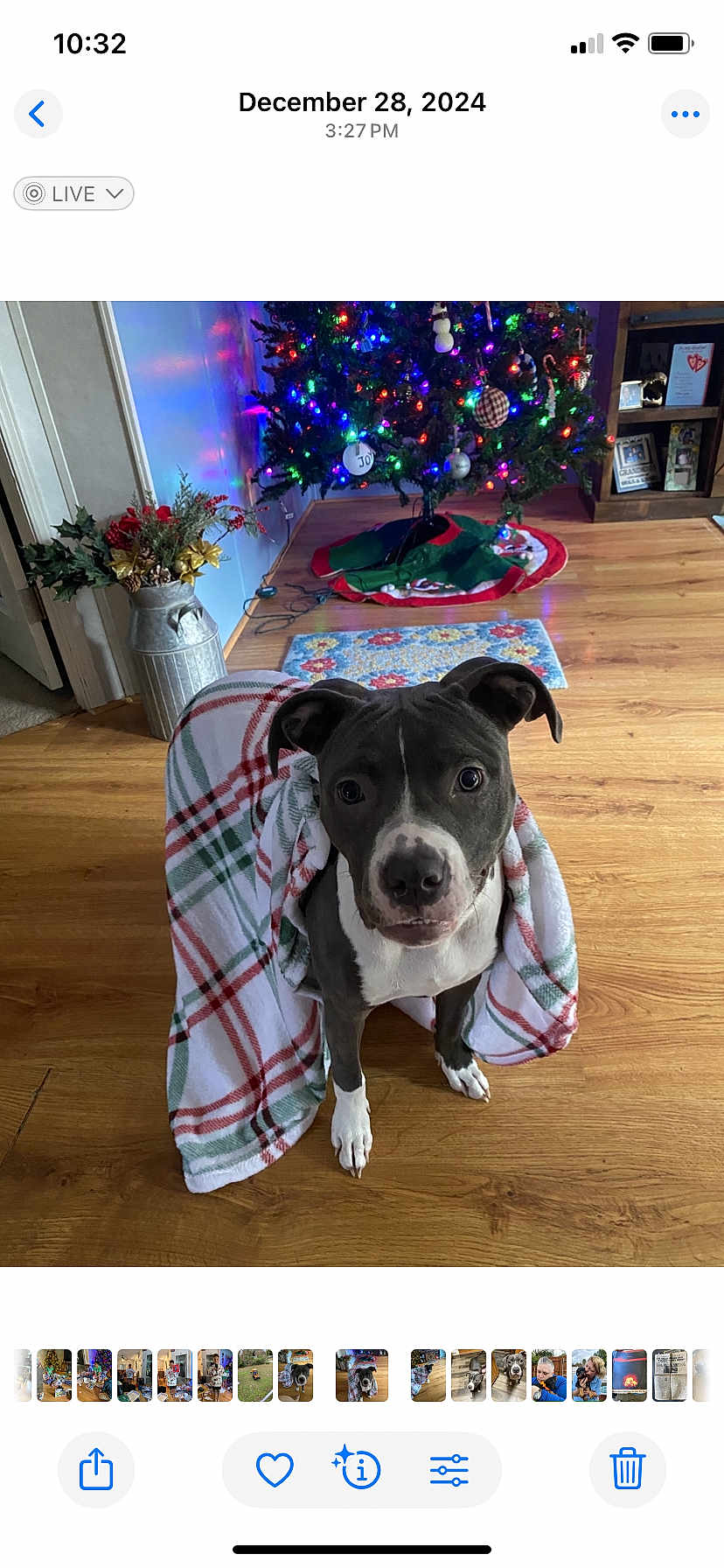Grace joined the competition — help win amazing prizes! attentive, blanket, canine, christmas, christmas_tree, colorful_lights, cute, decorations, dog, festive, holiday_lights, home, indoor, living_room, ornaments, pet, plaid, rug, wooden_floor, wrapped