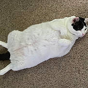 Christmas joined the competition — help win amazing prizes! animal, black_and_white, carpet, cat, curious, cute, domestic_animal, feline, fluffy, four_legs, fur, indoor, lying_down, mammal, pet, playful, relaxed, resting, tail, whiskers