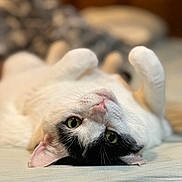 Christmas is registered to the contest to win money with this photo: cat, black_and_white, green_eyes, upside_down, lying_down, soft_surface, cute, pet, whiskers, paws, relaxed, indoor, fur, close_up, animal, sleepy, cozy, domestic_cat, playful, portrait