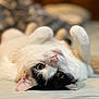 cat, black_and_white, green_eyes, upside_down, lying_down, soft_surface, cute, pet, whiskers, paws, relaxed, indoor, fur, close_up, animal, sleepy, cozy, domestic_cat, playful, portrait