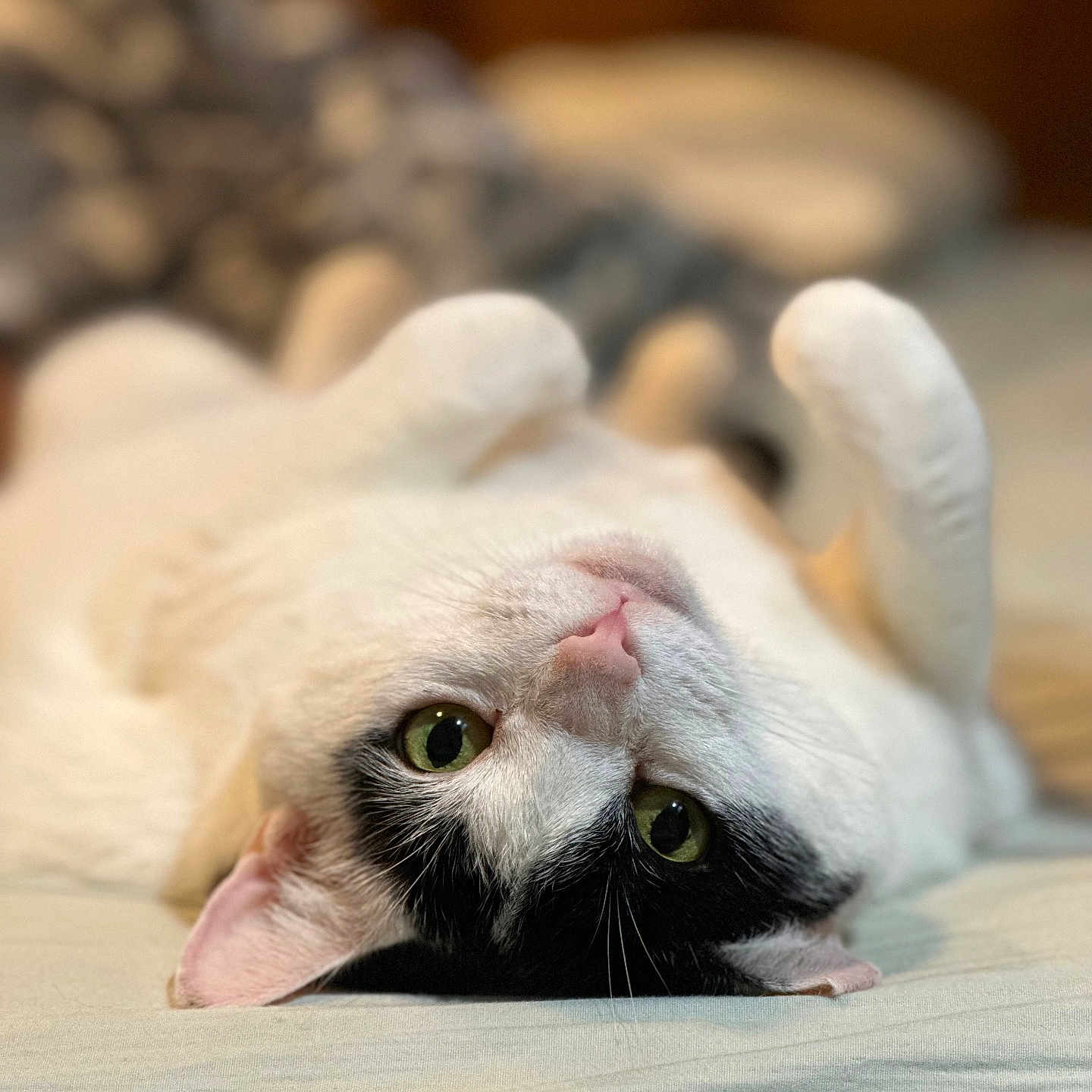 Christmas is registered to the contest to win money with this photo: animal, black_and_white, cat, close_up, cozy, cute, domestic_cat, fur, green_eyes, indoor, lying_down, paws, pet, playful, portrait, relaxed, sleepy, soft_surface, upside_down, whiskers