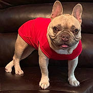 Angel joined the competition — help win amazing prizes! french_bulldog, dog, pet, red_shirt, leather_couch, tongue_out, indoor, cute, small_dog, animal, canine, fur, ears, paws, standing, looking_at_camera, domestic_animal, companion, mammal, friendly