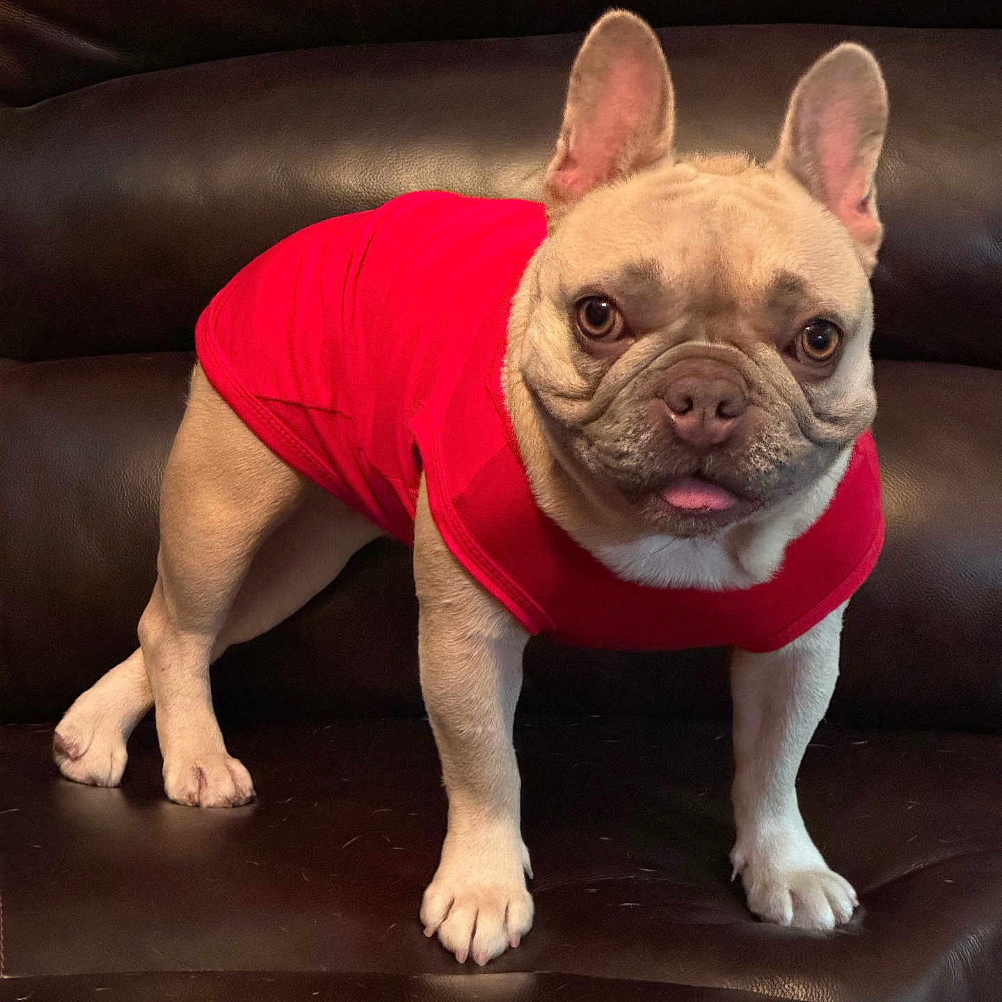 Angel joined the competition — help win amazing prizes! animal, canine, companion, cute, dog, domestic_animal, ears, french_bulldog, friendly, fur, indoor, leather_couch, looking_at_camera, mammal, paws, pet, red_shirt, small_dog, standing, tongue_out