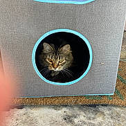 Shady joined the competition — help win amazing prizes! animal, blue_trim, brick_wall, cat, cat_house, closeup, concrete, doormat, doorway, finger_photobomb, fluffy_cat, gray_fabric, indoors, long_hair, outdoors, pet, pet_house, tabby, whiskers, wood_paneling