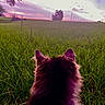 Shady joined the competition — help win amazing prizes! animal, back_view, cat, countryside, dramatic_sky, farmhouse, field, fluffy, furry, grass, landscape, meadow, nature, outdoors, pet, pink_sky, purple_sky, sunset, trees, twilight