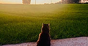 Shady joined the competition — help win amazing prizes! animal, back_view, cat, countryside, field, fluffy_cat, golden_hour, grass, landscape, meadow, nature, outdoor, path, road, rural, silhouette, sitting, sunlight, sunset, trees