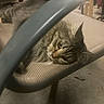 Shady is registered to the contest to win money with this photo: animal, background, cat, chair, cushion, ears, eyes, feline, fluffy, fur, furniture, home, indoor, lounging, pet, relaxed, sitting, sleeping, tabby_cat, whiskers
