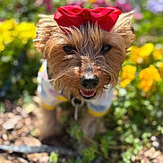 Honeyb is registered to the contest to win money with this photo: dog, small_dog, yorkshire_terrier, red_bow, bow, flowers, yellow_flowers, garden, close_up, portrait, bokeh, shallow_depth_of_field, outdoor, sunny, happy, tongue, fur, collar, pet, plants