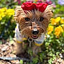 dog, small_dog, yorkshire_terrier, red_bow, bow, flowers, yellow_flowers, garden, close_up, portrait, bokeh, shallow_depth_of_field, outdoor, sunny, happy, tongue, fur, collar, pet, plants