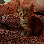 Finkernickle is registered to the contest to win money with this photo: kitten, tabby, cat, animal, pet, blanket, plush, pillow, indoor, cozy, fur, cute, small, young, whiskers, ears, face, texture, soft, resting