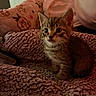 kitten, tabby, cat, animal, pet, blanket, plush, pillow, indoor, cozy, fur, cute, small, young, whiskers, ears, face, texture, soft, resting