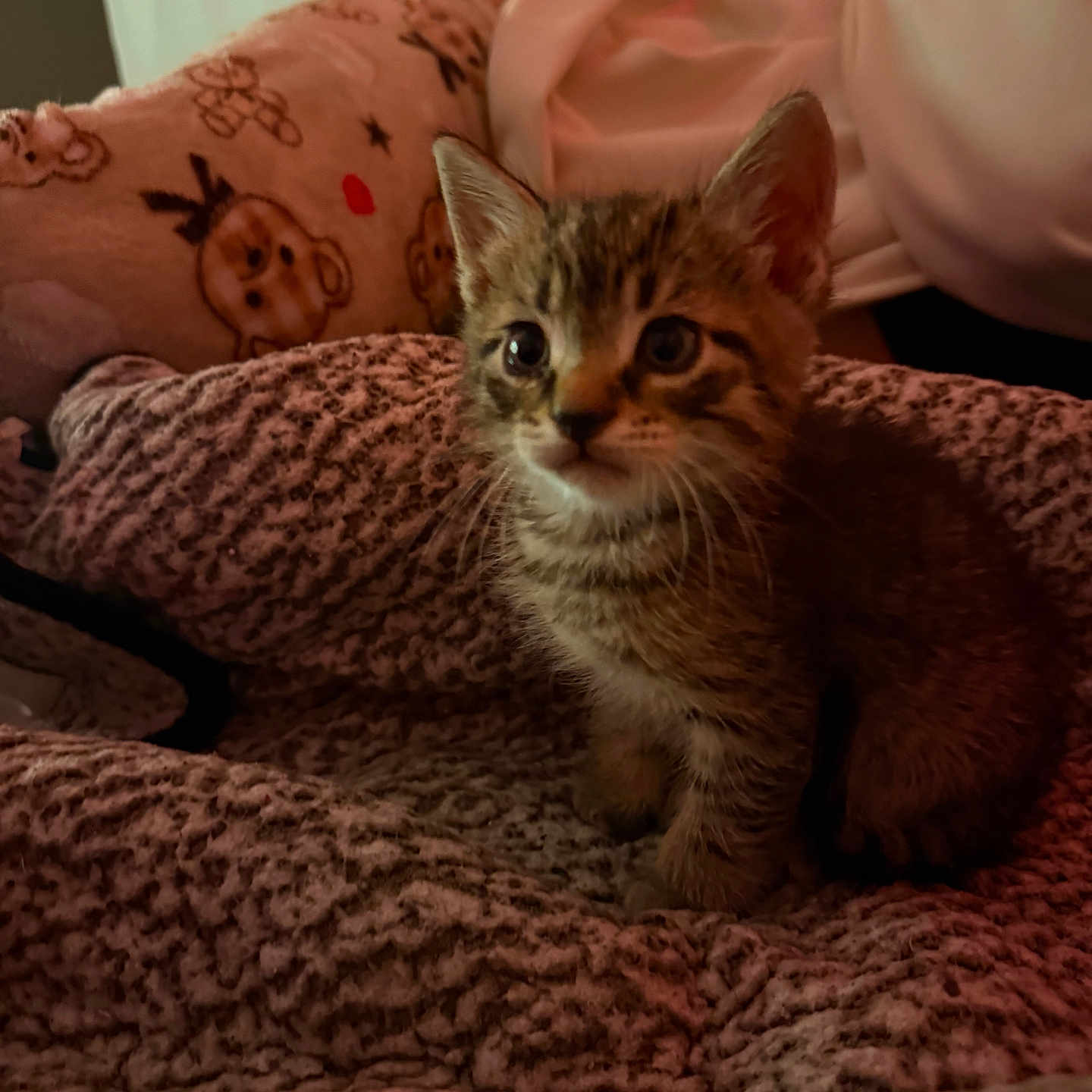 Finkernickle is registered to the contest to win money with this photo: kitten, tabby, cat, animal, pet, blanket, plush, pillow, indoor, cozy, fur, cute, small, young, whiskers, ears, face, texture, soft, resting