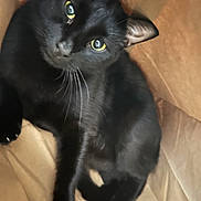Orio is registered to the contest to win money with this photo: animal, black_cat, box, cardboard_box, cat, claws, close_up, curious, cute, domestic_animal, feline, fur, indoor, looking_up, pet, playful, portrait, relaxed, whiskers, yellow_eyes