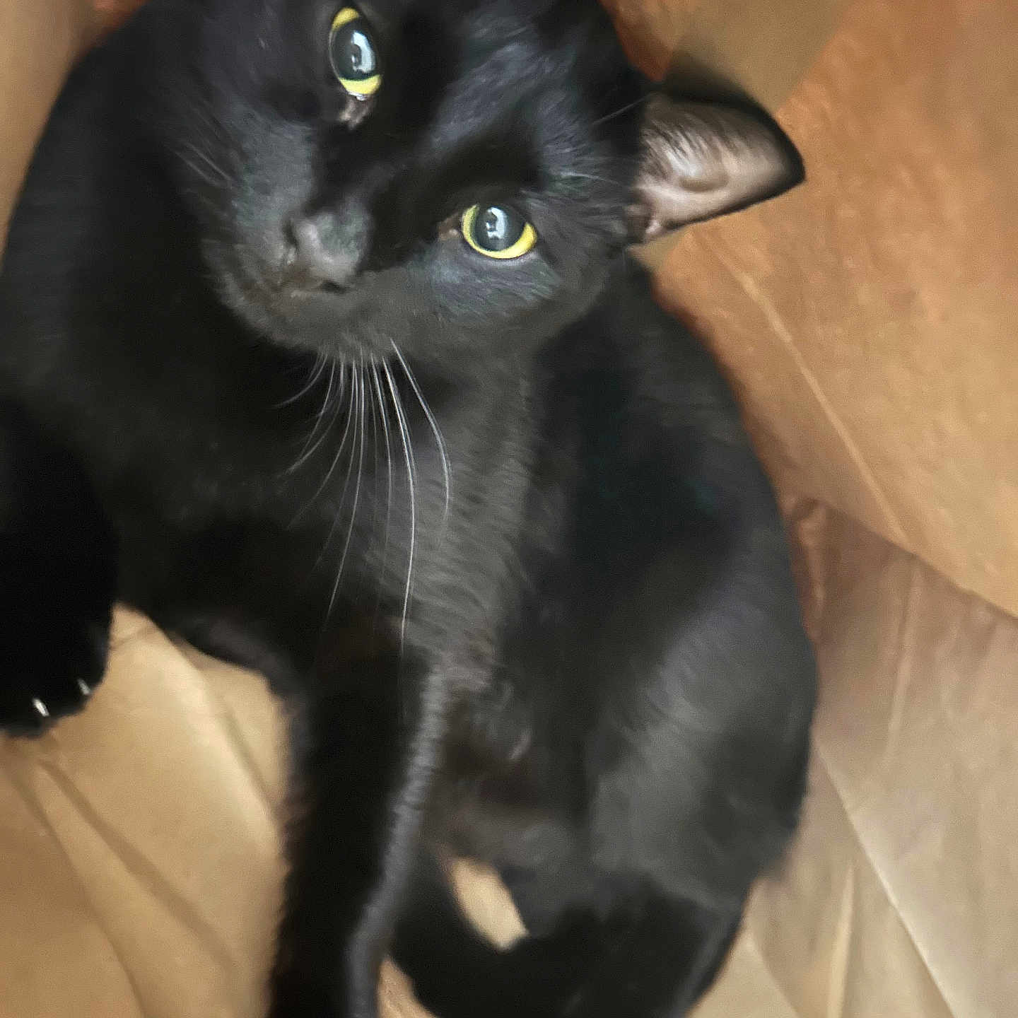 Orio