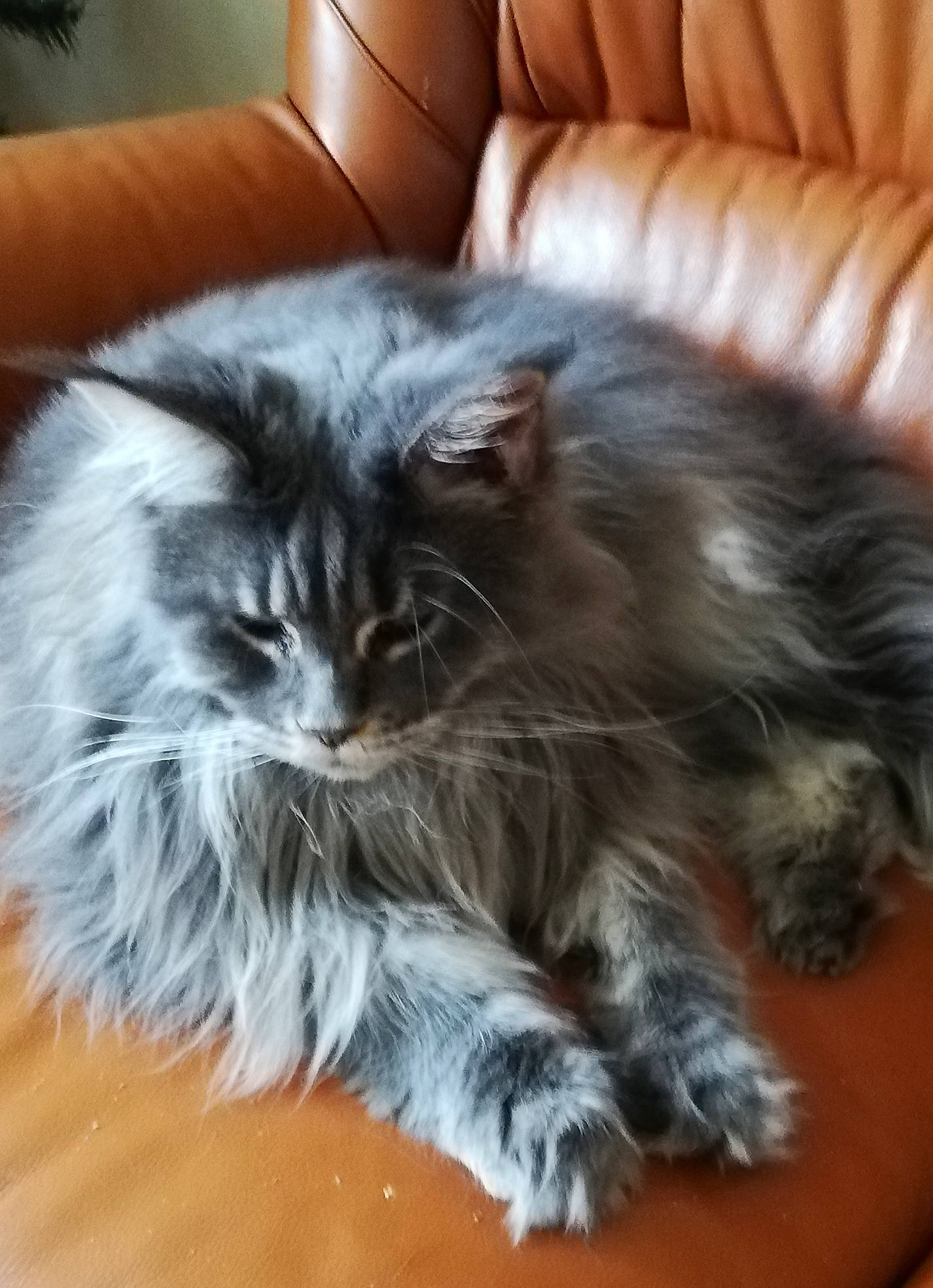 Salsa a rejoint le concours — aidez-le/la à gagner de superbes lots ! british_longhair, carnivore, cat, claw, comfort, couch, felidae, flooring, fur, maine_coon, paw, persian, ragdoll, small_to_medium_sized_cats, snout, tail, terrestrial_animal, whiskers