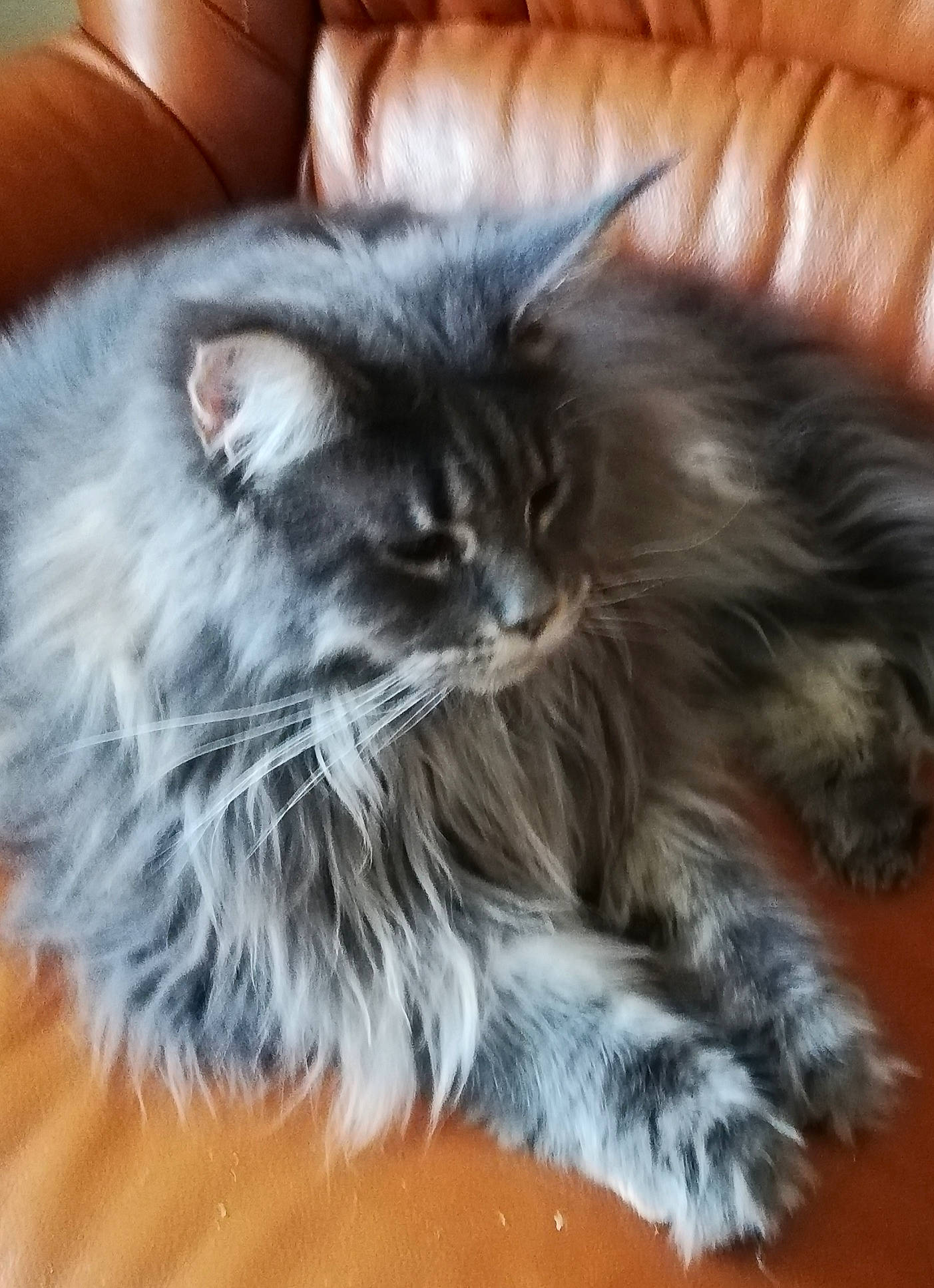 Salsa a rejoint le concours — aidez-le/la à gagner de superbes lots ! british_longhair, carnivore, cat, claw, comfort, companion_dog, couch, felidae, fur, grey, maine_coon, paw, small_to_medium_sized_cats, snout, tail, terrestrial_animal, whiskers