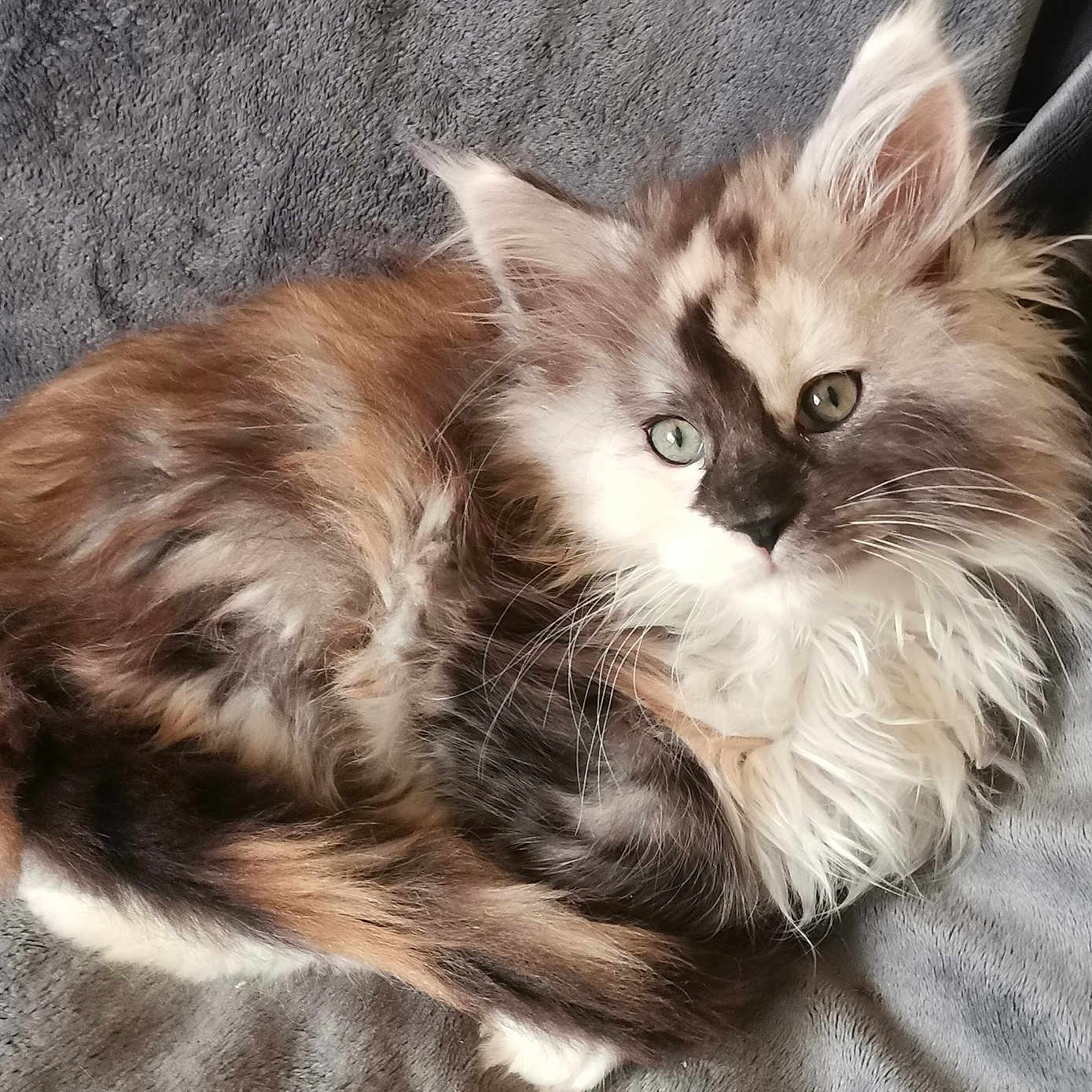 Aloè