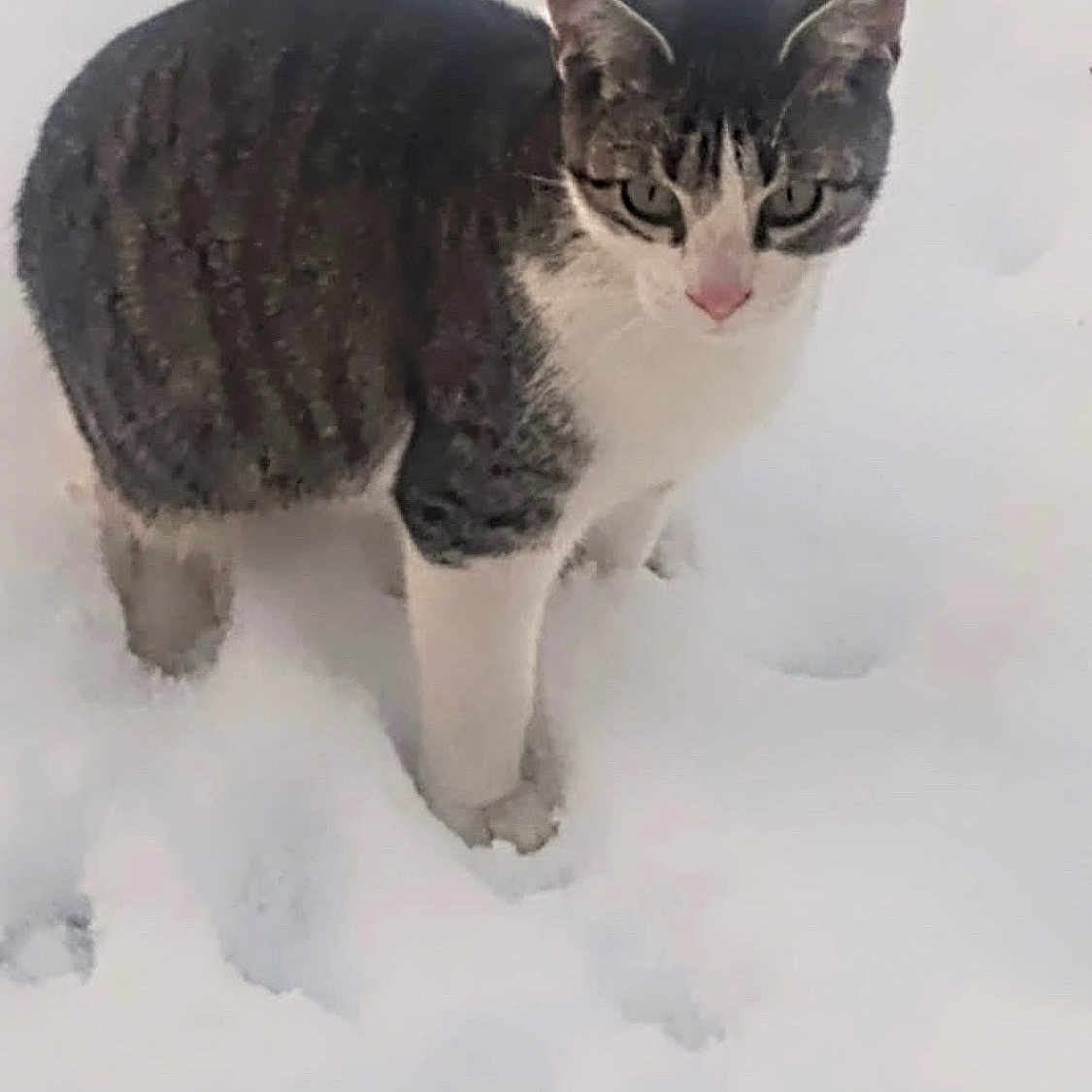 Sammy is registered to the contest to win money with this photo: abyssinian, angora, animal, blizzard, cat, egyptiancat, footprint, ice, kitten, manx, nature, outdoors, pet, snout, snow, storm, winter
