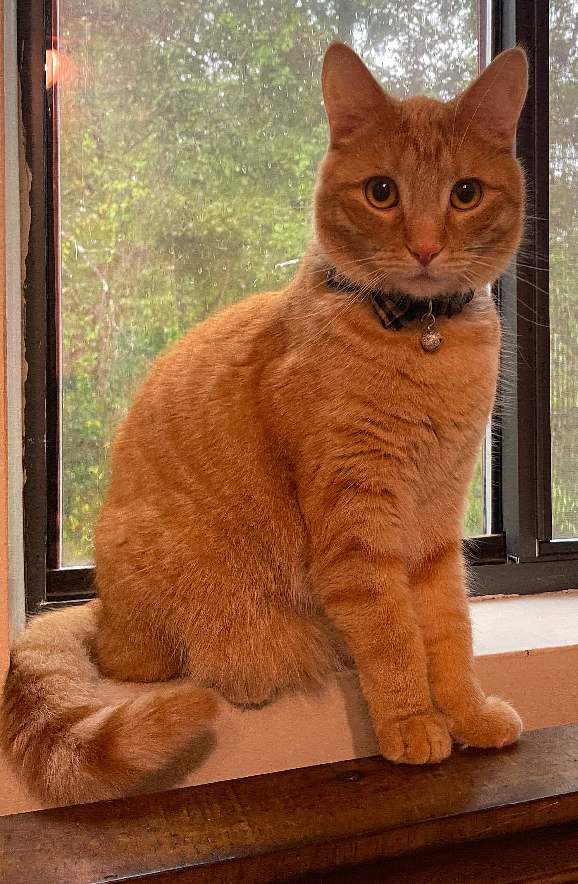 Henry is registered to the contest to win money with this photo: carnivore, cat, claw, domestic_short_haired_cat, eye, fawn, felidae, foot, fur, paw, sitting, small_to_medium_sized_cats, snout, tail, terrestrial_animal, tree, whiskers, wildlife, window, wood