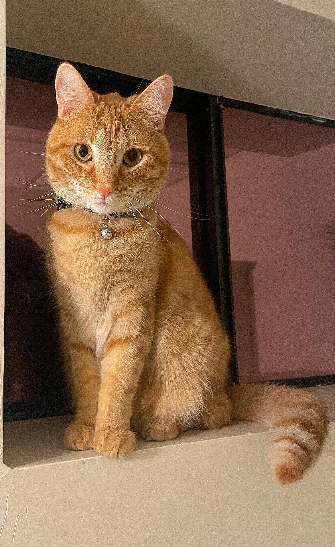 Henry joined the competition — help win amazing prizes! carnivore, cat, cat_supply, claw, domestic_short_haired_cat, eye, fawn, felidae, foot, fur, paw, pet_supply, rectangle, sitting, small_to_medium_sized_cats, snout, tail, terrestrial_animal, whiskers, window