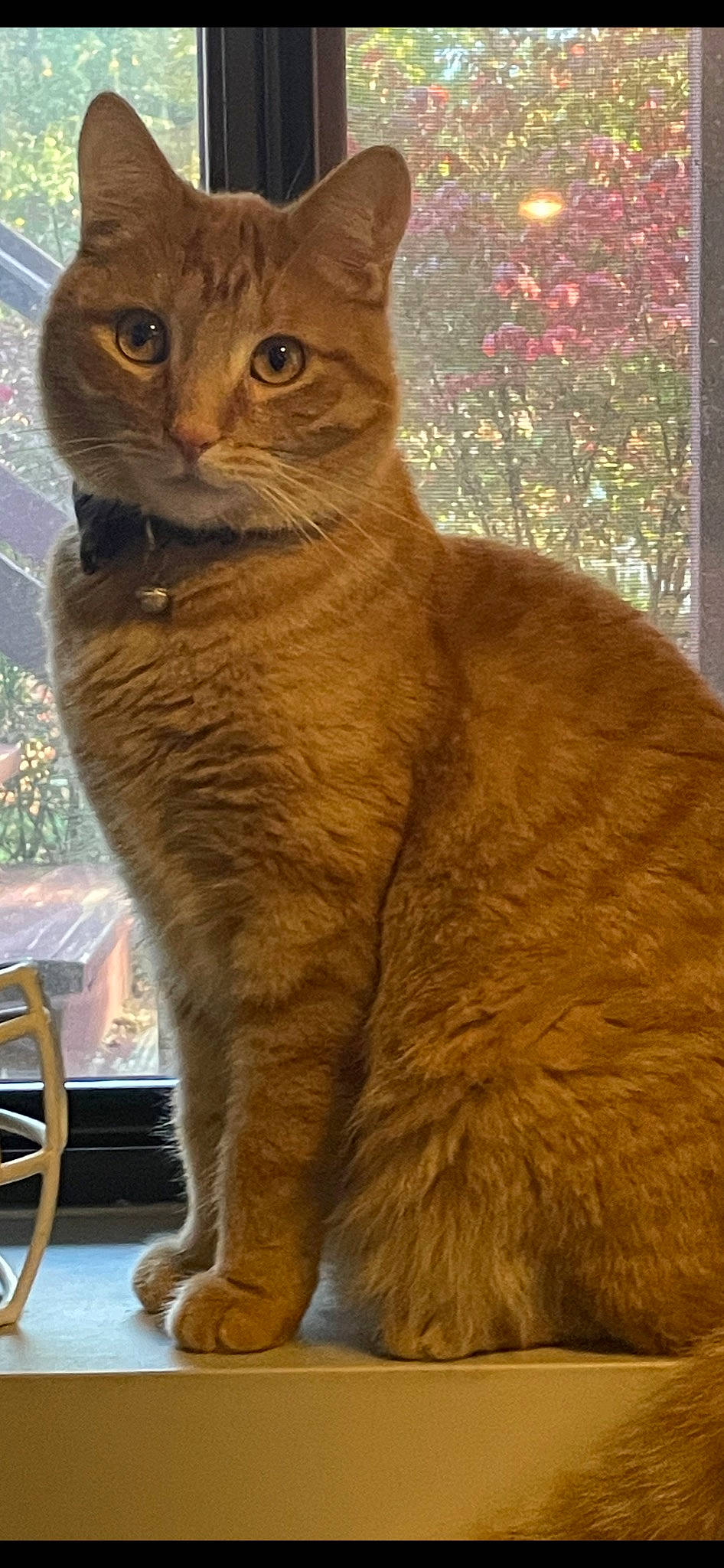 Henry joined the competition — help win amazing prizes! carnivore, cat, domestic_short_haired_cat, fawn, felidae, fur, plant, small_to_medium_sized_cats, snout, tail, terrestrial_animal, whiskers, window