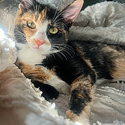 Winnie is registered to the contest to win money with this photo: cat, calico_cat, pet, feline, whiskers, green_eyes, closeup, indoor, blanket, cozy, relaxed, fur, resting, soft_light, bedroom, cute, animal, mammal, domestic_animal, portrait