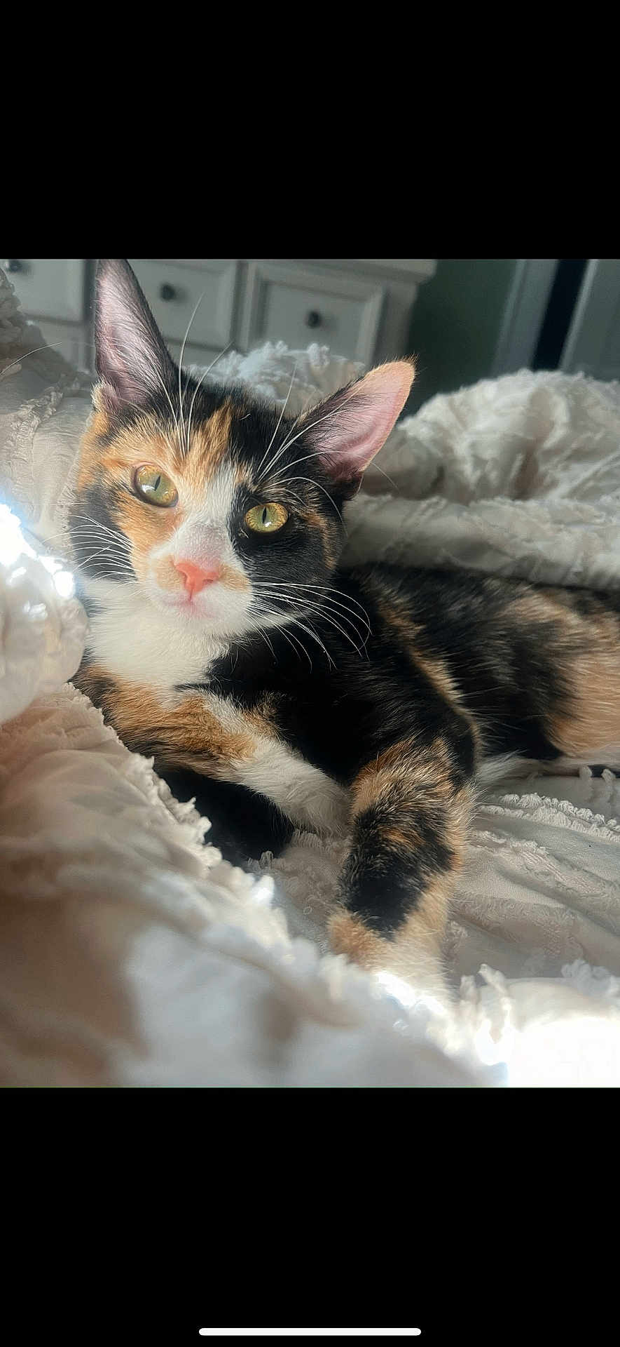 Winnie is registered to the contest to win money with this photo: cat, calico_cat, pet, feline, whiskers, green_eyes, closeup, indoor, blanket, cozy, relaxed, fur, resting, soft_light, bedroom, cute, animal, mammal, domestic_animal, portrait
