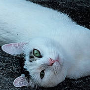 Hazel joined the competition — help win amazing prizes! cat, white_cat, green_eyes, pet, animal, outdoor, fur, lying_down, closeup, face, whiskers, ears, relaxed, nature, ground, cute, mammal, portrait, domestic_animal, peaceful