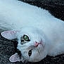 cat, white_cat, green_eyes, pet, animal, outdoor, fur, lying_down, closeup, face, whiskers, ears, relaxed, nature, ground, cute, mammal, portrait, domestic_animal, peaceful