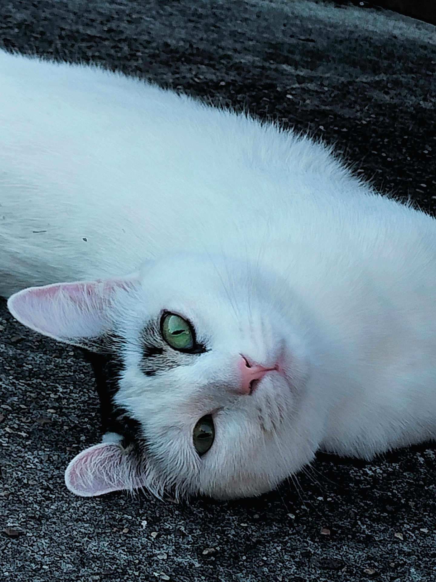 Hazel