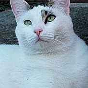 Hazel is registered to the contest to win money with this photo: alert, animal, calm, cat, close_up, cute, domestic_animal, feline, fur, green_eyes, laying_down, mammal, nature, outdoor, pet, pink_nose, portrait, relaxed, whiskers, white_cat