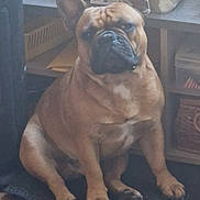 Ungaro participe au concours pour gagner de l'argent avec cette photo : dog, french_bulldog, pet, indoor, mat, brown, sitting, floor, household, basket, box, wooden_floor, fur, ears, face, paw, animal, companion, cute, portrait