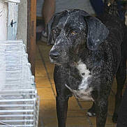 Molly a rejoint le concours — aidez-le/la à gagner de superbes lots ! dog, black_dog, white_spots, indoor, tile_floor, animal, pet, canine, standing, alert, ears, brown_eyes, person_in_background, cage, household, doorway, legs, fur, snout, paw
