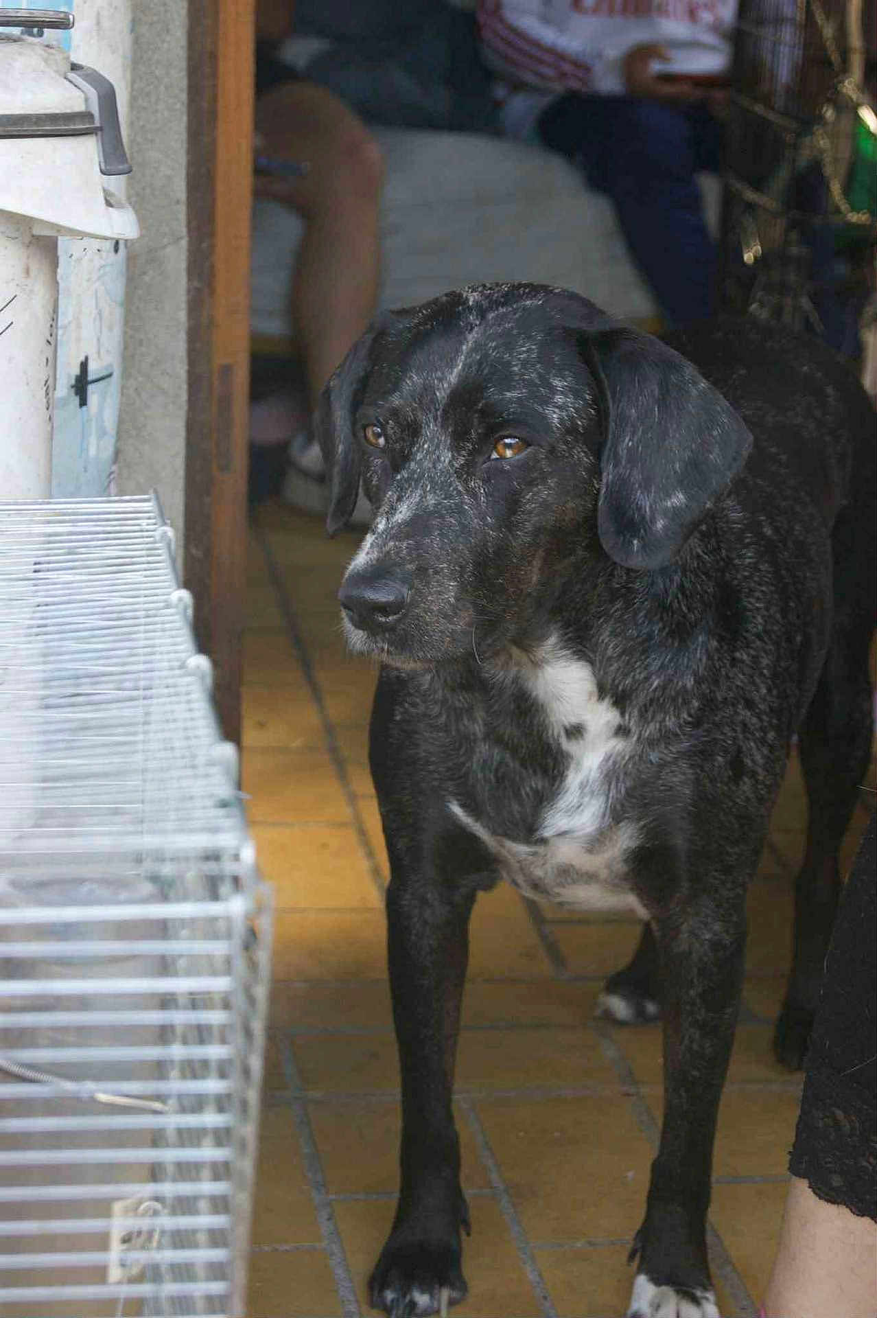 Molly a rejoint le concours — aidez-le/la à gagner de superbes lots ! dog, black_dog, white_spots, indoor, tile_floor, animal, pet, canine, standing, alert, ears, brown_eyes, person_in_background, cage, household, doorway, legs, fur, snout, paw