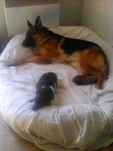 Sultane participe au concours pour gagner de l'argent avec cette photo : canidae, carnivore, cat, comfort, companion_dog, dog, dog_bed, dog_breed, felidae, furniture, german_shepherd_dog, nap, sleep, tail
