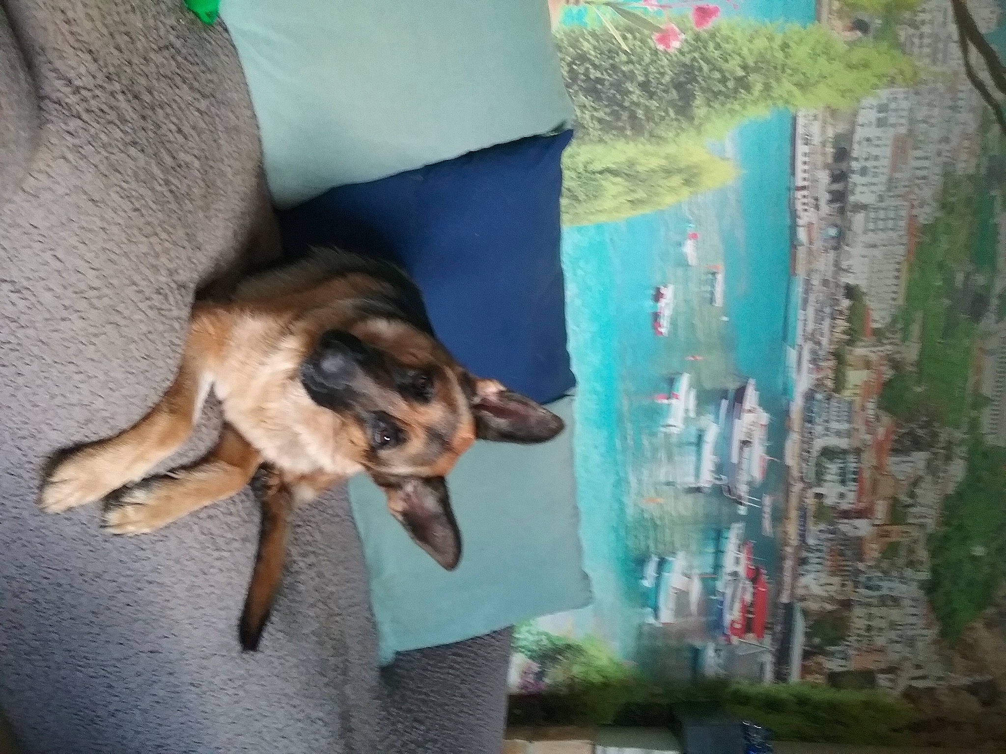 Naya a rejoint le concours — aidez-le/la à gagner de superbes lots ! canidae, carnivore, dog, dog_breed, fawn, german_shepherd_dog, working_dog