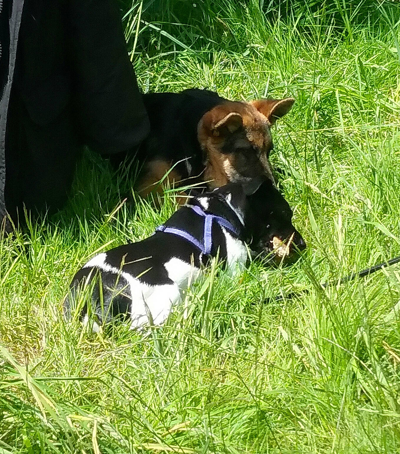 Naya a rejoint le concours — aidez-le/la à gagner de superbes lots ! brazilian_terrier, canidae, carnivore, companion_dog, danish_swedish_farmdog, dog, dog_breed, fox_terrier, grass, grass_family, hunting_dog, mammal, plant, smooth_fox_terrier, tenterfield_terrier, terrier, treeing_feist