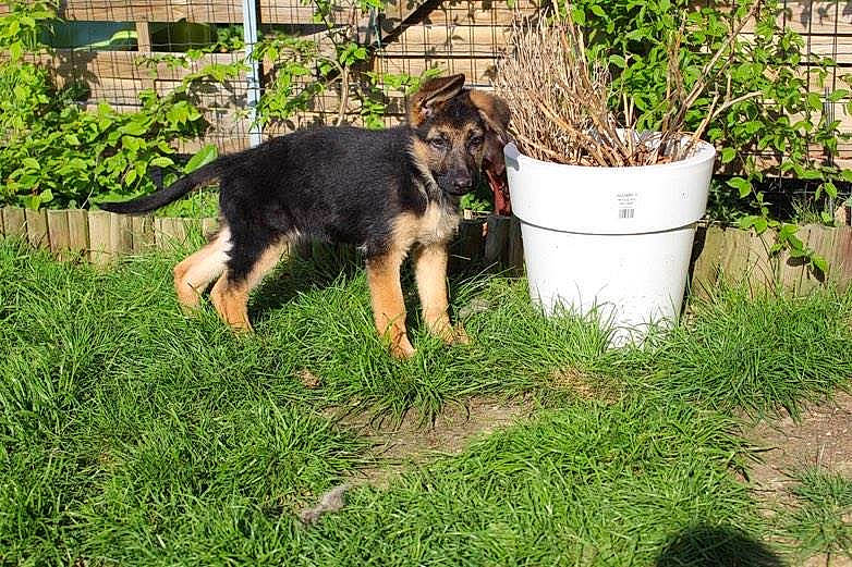 Naya a rejoint le concours — aidez-le/la à gagner de superbes lots ! canidae, carnivore, companion_dog, dog, dog_breed, east_european_shepherd, german_shepherd_dog, grass, king_shepherd, mammal, old_german_shepherd_dog, vertebrate