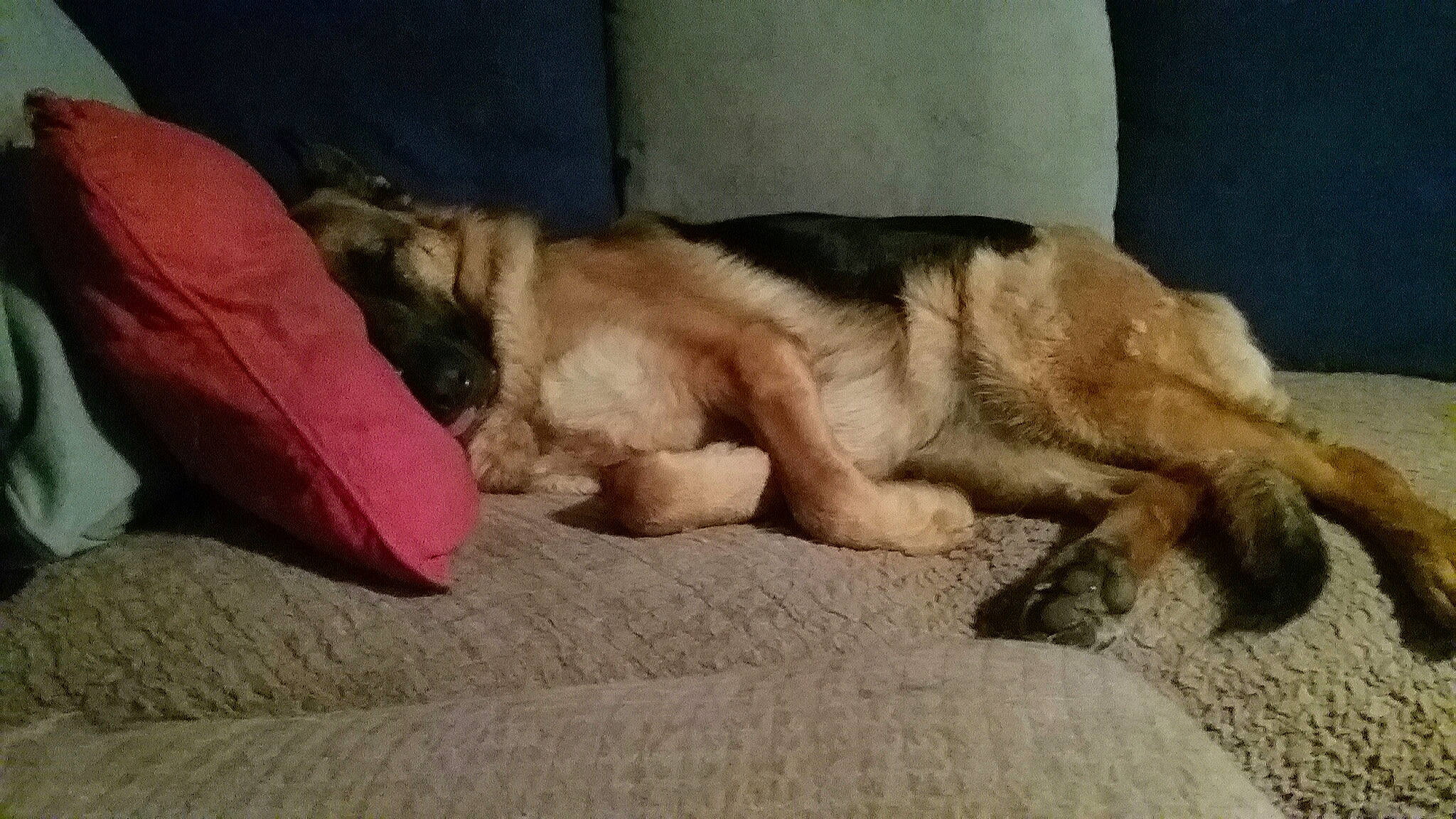 Naya participe au concours pour gagner de l'argent avec cette photo : border_terrier, canidae, carnivore, companion_dog, dog, dog_breed, fawn, fur, mammal, paw, puppy, puppy_love, sporting_group, vertebrate