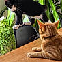 Mao participe au concours pour gagner de l'argent avec cette photo : black_and_white_cat, cat, chair, collar, curious, domestic_animal, feline, fur, green_leaves, houseplant, indoor, natural_light, orange_cat, perched, pet, relaxed, sitting, table, whiskers, wooden_table