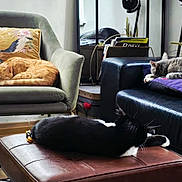 Mao a rejoint le concours — aidez-le/la à gagner de superbes lots ! blanket, cat, chair, cozy, cushion, feline, floor, home_decor, indoor, lamp, leather_couch, living_room, ottoman, pet, pillow, quiet, relaxation, resting, sleeping, window