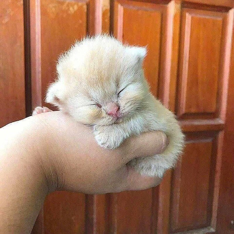 Fuffy is registered to the contest to win money with this photo: asian, british_longhair, burmilla, carnivore, cat, fawn, felidae, fur, kitten, nose, ojos_azules, paw, polydactyl_cat, small_to_medium_sized_cats, snout, tail, turkish_angora, turkish_van, whiskers